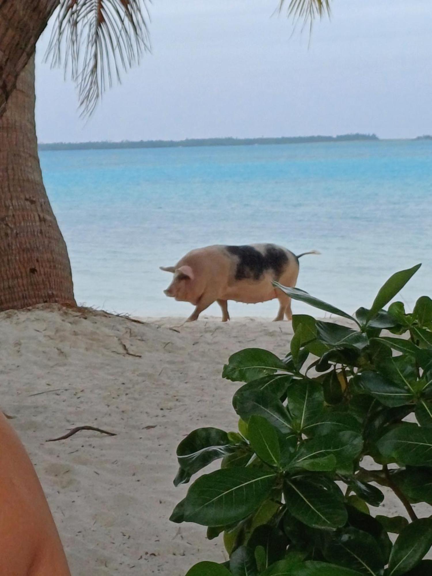 Poemanahere Island Camping A Maupiti Te-Fare-Arii Exteriör bild